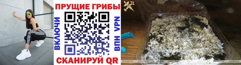 Галлюциногенные грибы Psilocybine cubensis  Пятигорск 
